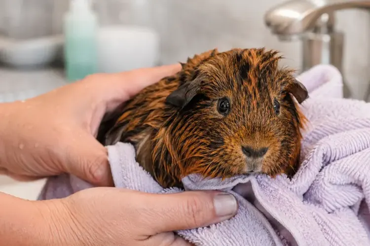 Hands holding a guinea pig wrapped in a towel after bath time