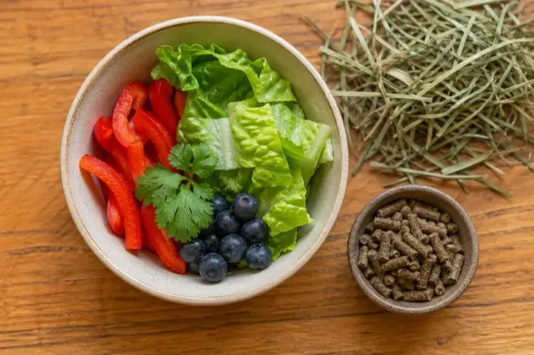 Fresh vegetables and timothy hay in a ceramic bowl for guinea pig feeding