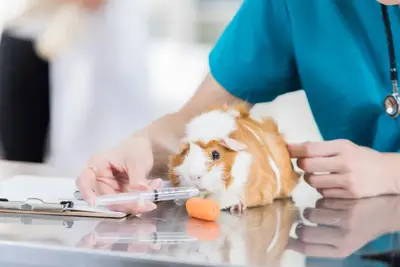 Close-up of a guinea pig being examined by its owner