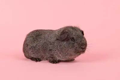 Agouti guinea pig showing ticked wild-type coat pattern
