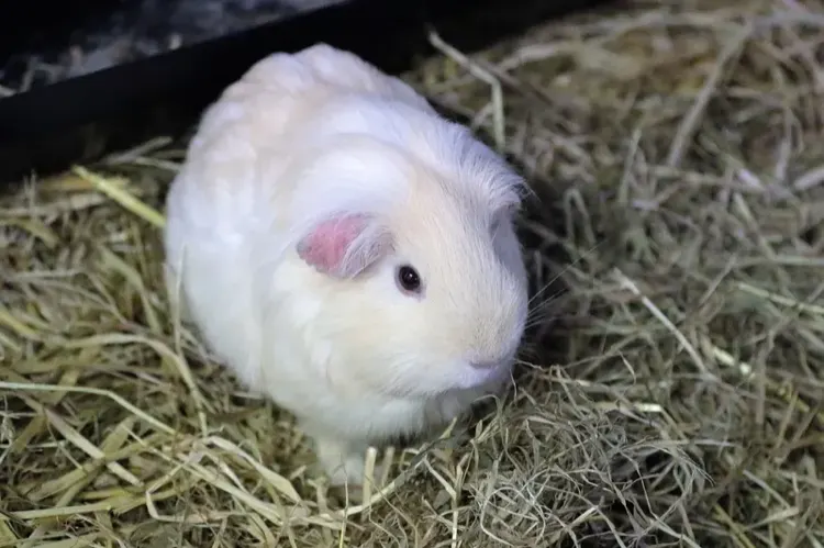 Albino Guinea Pig: 10 Facts About Their Pink Eyes and Special Needs