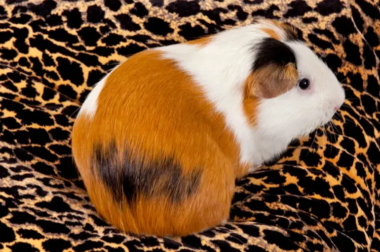 American Guinea Pig: The Beginner-Friendly Breed You'll Love