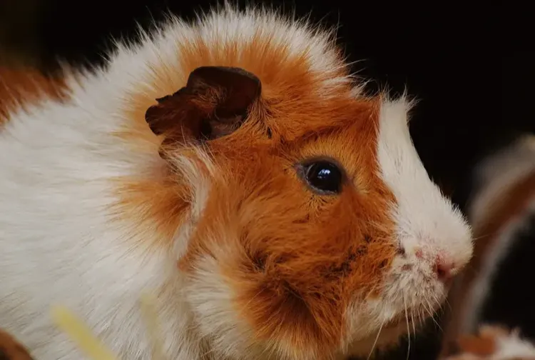 Are Guinea Pigs Nocturnal? Their Real Sleep Schedule Explained