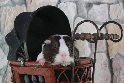Newborn baby guinea pig with open eyes standing on hay