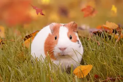 Bedding For Guinea Pig Odor Control arranged for review