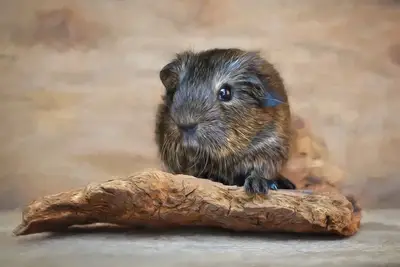 Guinea Pig Bedding For Allergies & Their Reviews arranged for review