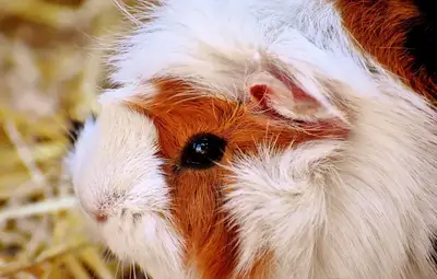 Guinea pig during a grooming session