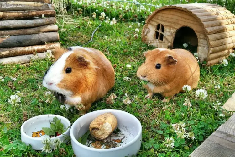 10 Best Guinea Pig Food Brands Ranked by Nutrition