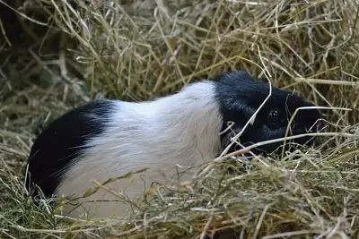 Guinea pig beside fresh vegetables and hay