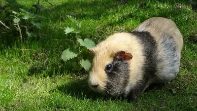 Guinea pig beside fresh vegetables and hay