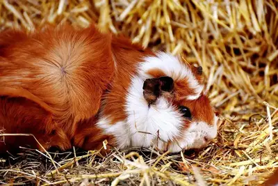 Guinea pig beside fresh vegetables and hay