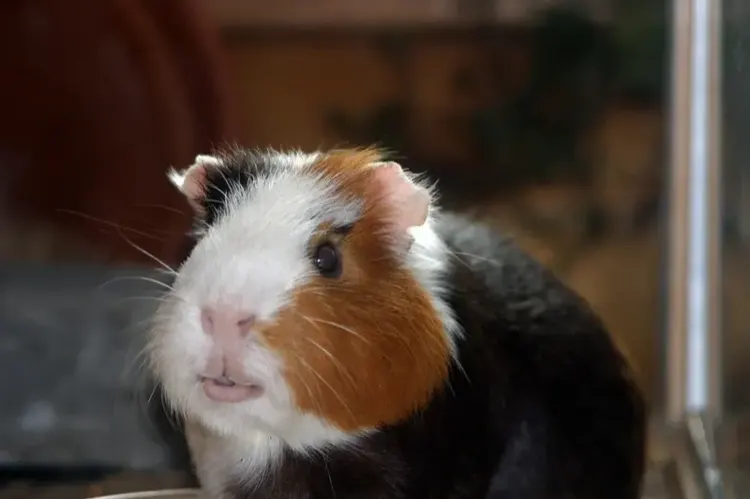 10 Best Guinea Pig Pellets With Stable Vitamin C
