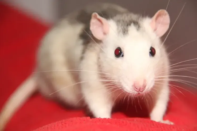 Can Guinea Pigs and Rats Live Together? Why It's Risky