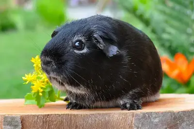 Tricolor guinea pig sitting on green grass beside bright yellow dandelion flowers in a sunny backyard garden at golden hour