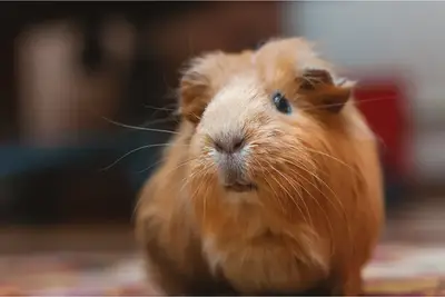 Guinea pig next to fresh lemon