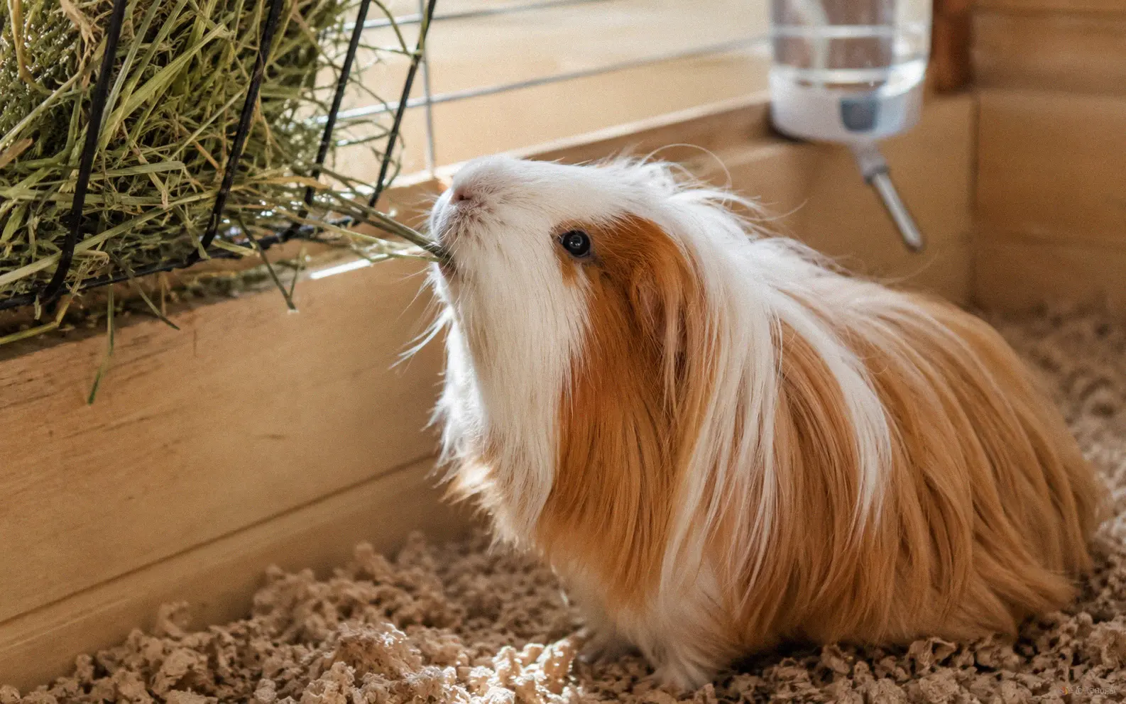 Guinea pig happily eating timothy hay which is a safe staple food unlike acidic lemons