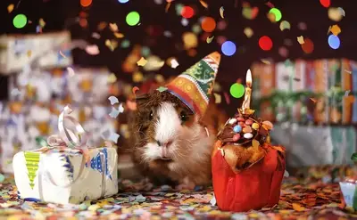 Guinea Pig Gifts & Their Reviews arranged for review