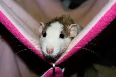 Guinea Pig Hammocks & Their Reviews arranged for review