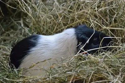 Guinea Pig Hay Bags & Their Reviews arranged for review