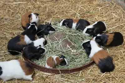 Guinea pig beside fresh vegetables and hay