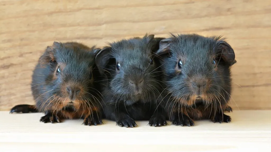 3 dark baby guinea pigs