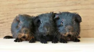 3 dark baby guinea pigs