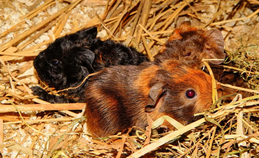 A litter of three baby guinea pigs in hay