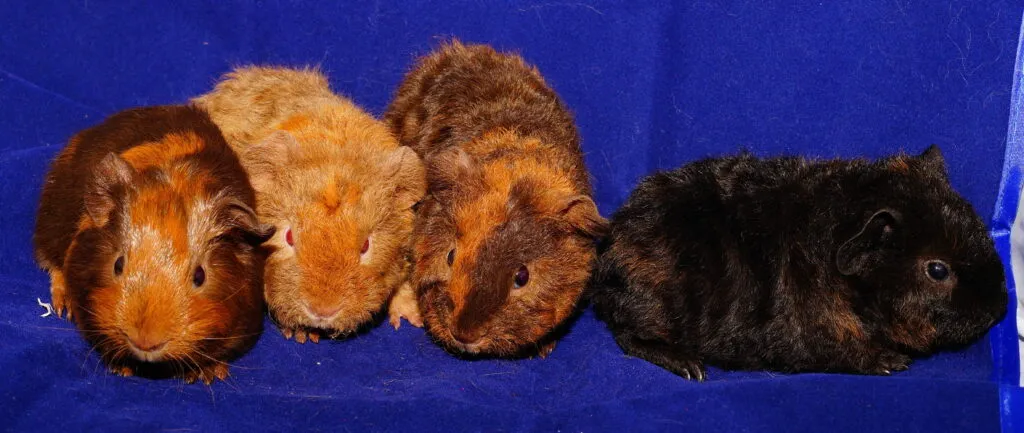 Four guinea pig babies of different colors