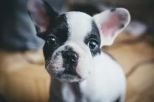 a puppy