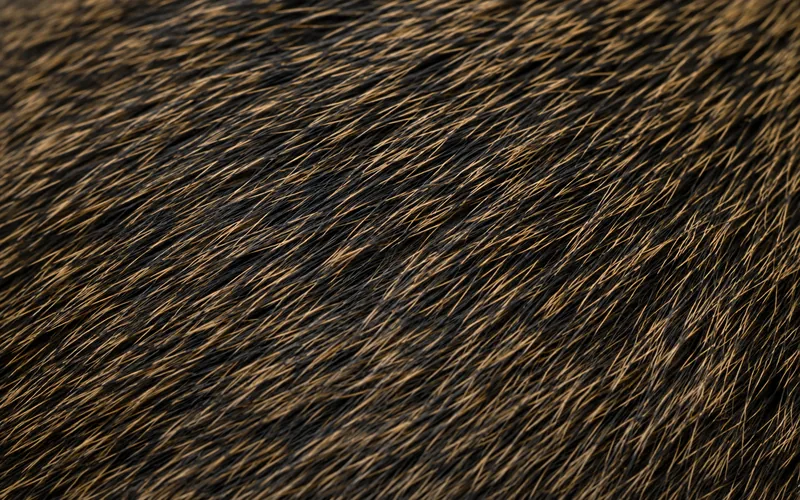 Close view of a single banded agouti guinea pig hair showing dark and pale color bands