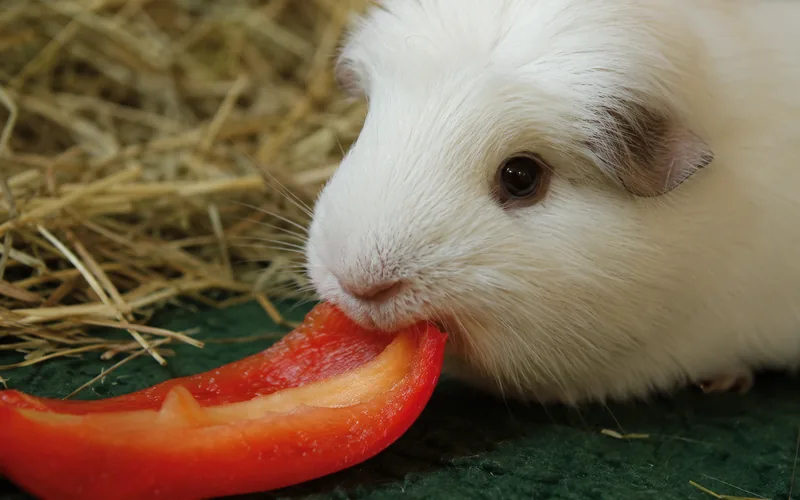 White guinea pig eating a slice of red bell pepper as a natural vitamin C source alongside fresh parsley