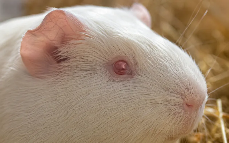 Albino guinea pig with pure white coat, vivid pink eyes, and pale pink ears showing no skin pigmentation