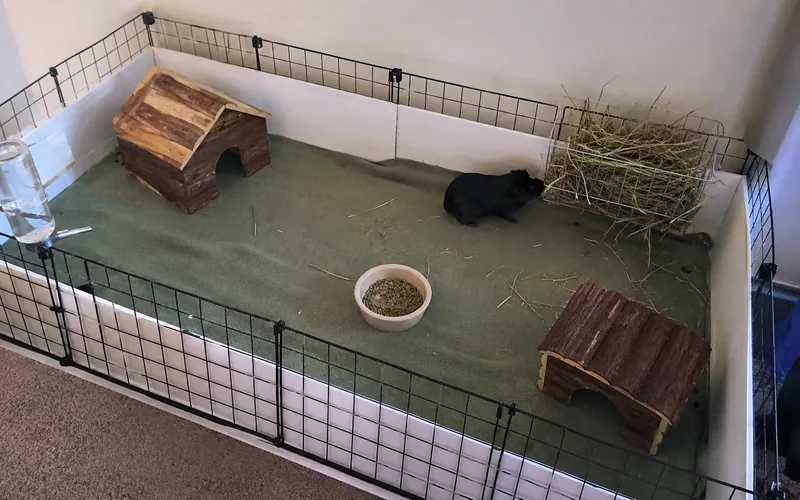Spacious C&C cage set up for two American guinea pigs with hay rack hideout and paper bedding