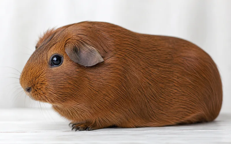 American guinea pig showing the flat smooth coat and Roman nose profile
