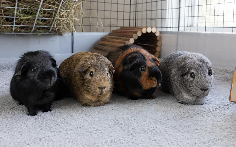 Group of American guinea pigs in different colors including agouti roan and tortoiseshell