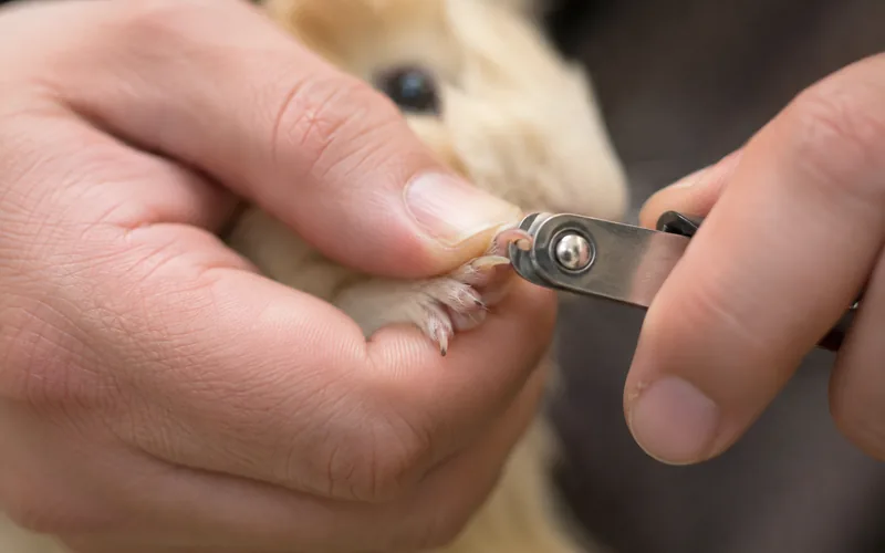 Trimming an American guinea pig's front nails with small animal clippers