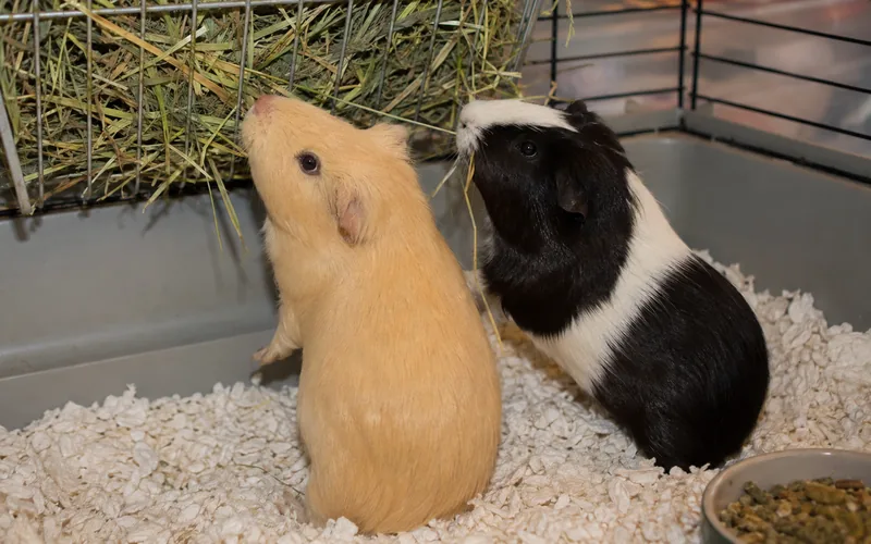 Two American guinea pigs sharing a hay pile in a large cage