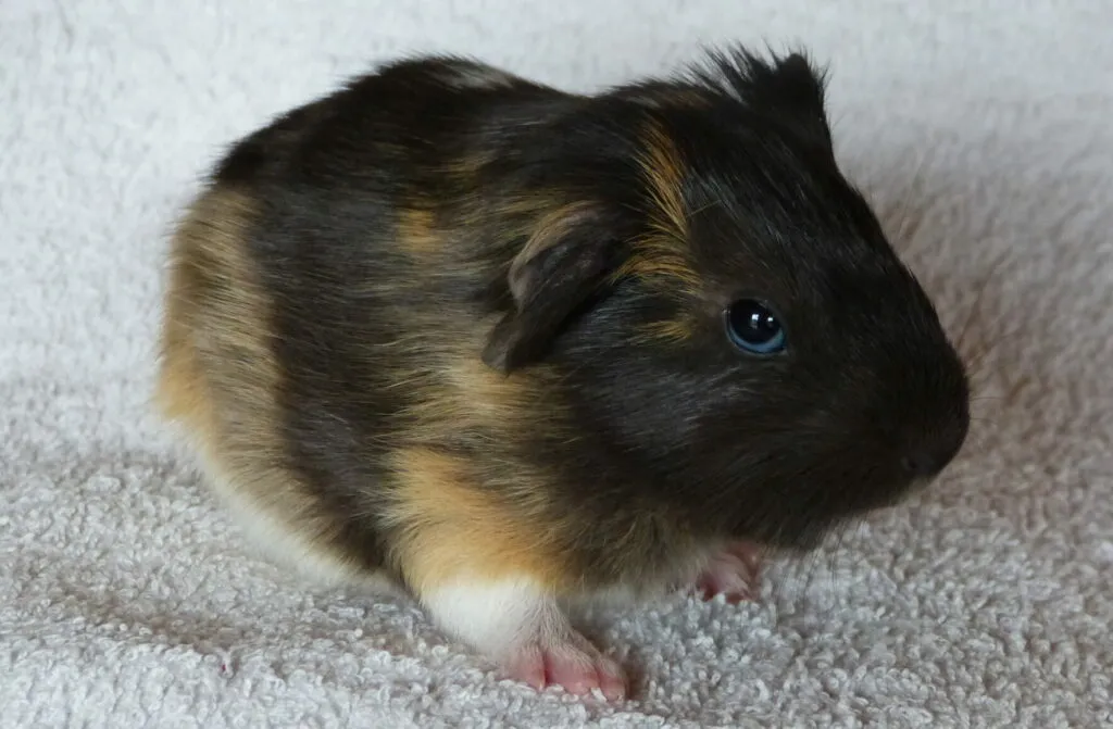 Baby guinea pig with blue eyes on white background
