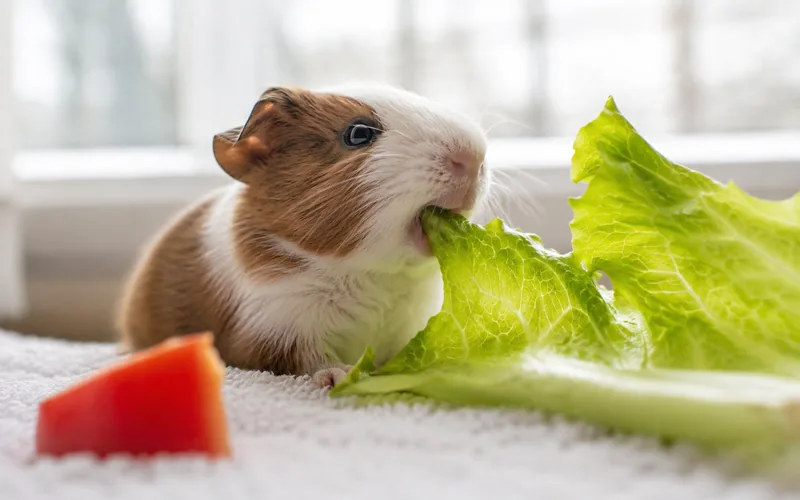 Baby guinea pig eating fresh romaine lettuce and bell pepper pieces