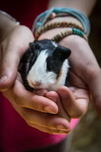 hands holding a baby guinea pig