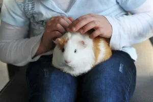 can guinea pigs be emotional support animals