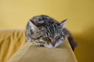 a cat on a sofa: fleas get into furniture and carpets