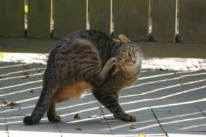 a cat outside, scratching its head