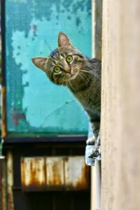 A cat stalking