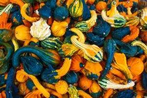 a pile of different varieties of pumpkin