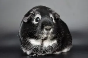 do guinea pigs blink