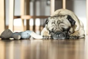 a dog sleeping on the floor