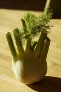 one fennel bulb with fronds