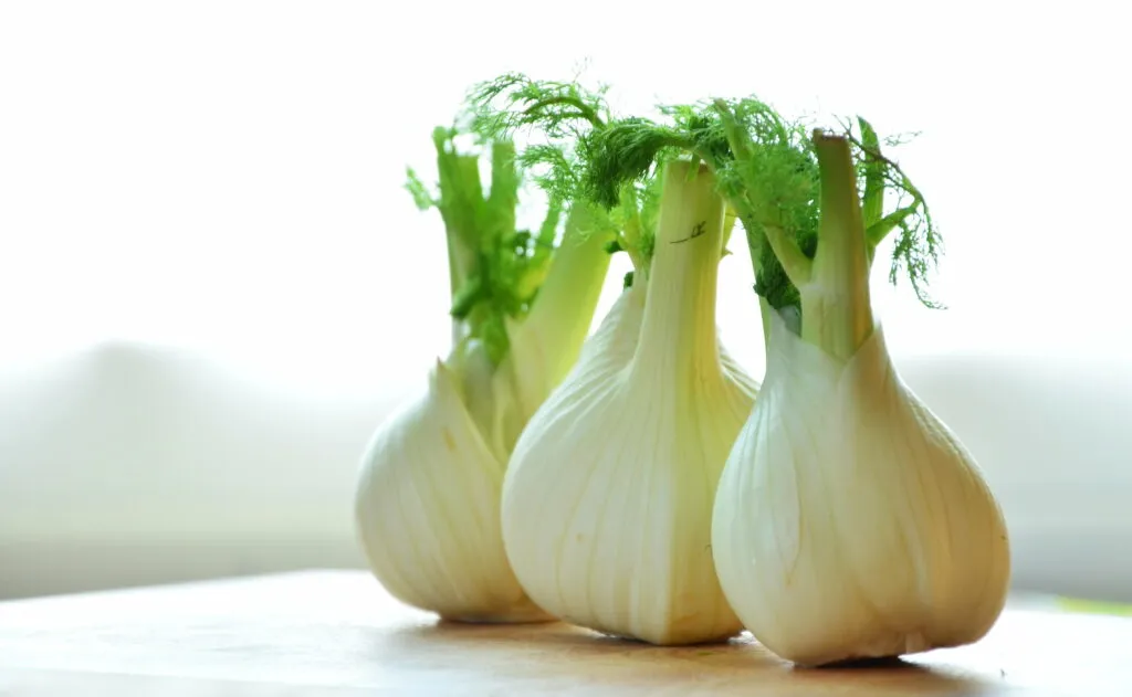 3 fennel bulbs with leaves