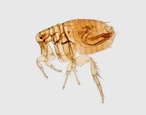 a microscopic image of a flea taken in 1968 in Indonesia